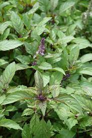 Anise Persian Basil growing in a container