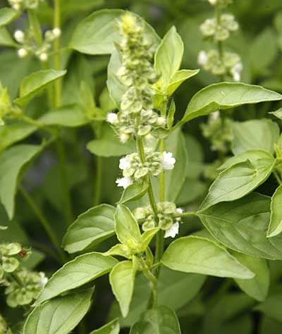 Lime Basil Seedlings Sprouting in Pots for Home Garden