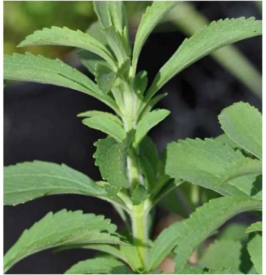 Dense leafy basil foliage from non-GMO Mozzarella Basil seeds