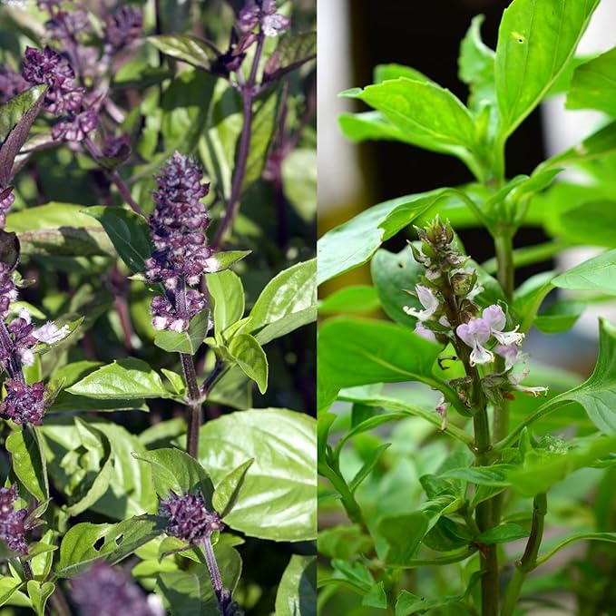 Young basil seedlings sprouting in seed tray
