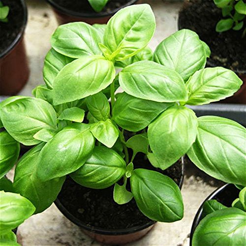 Aromatic basil seeds non GMO for planting