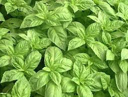 Basil seeds for planting in home herb gardens