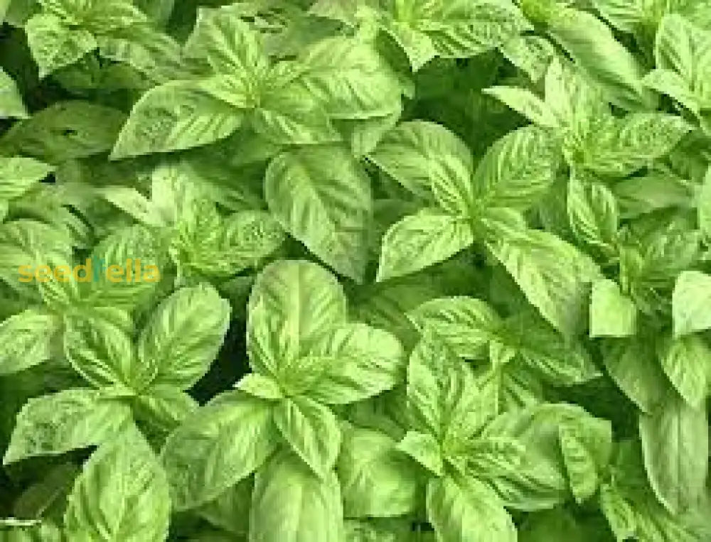 Basil Seeds For Planting Fresh Herbs Herb