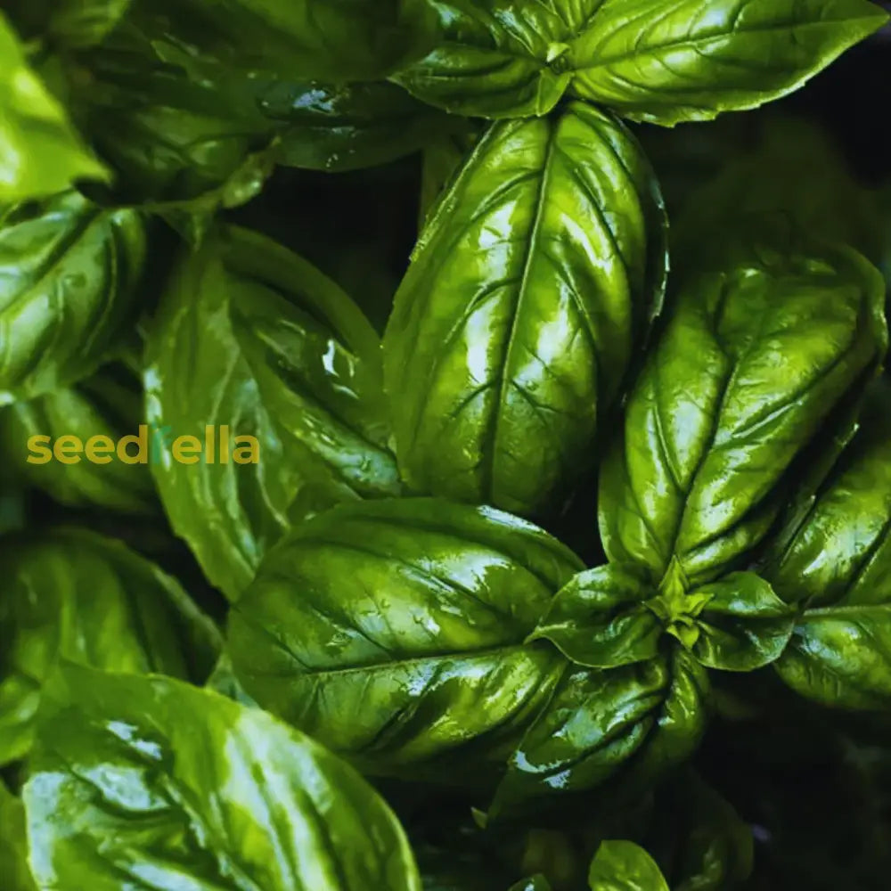 Basil Seeds For Planting - Green Variety Vegetable Seeds