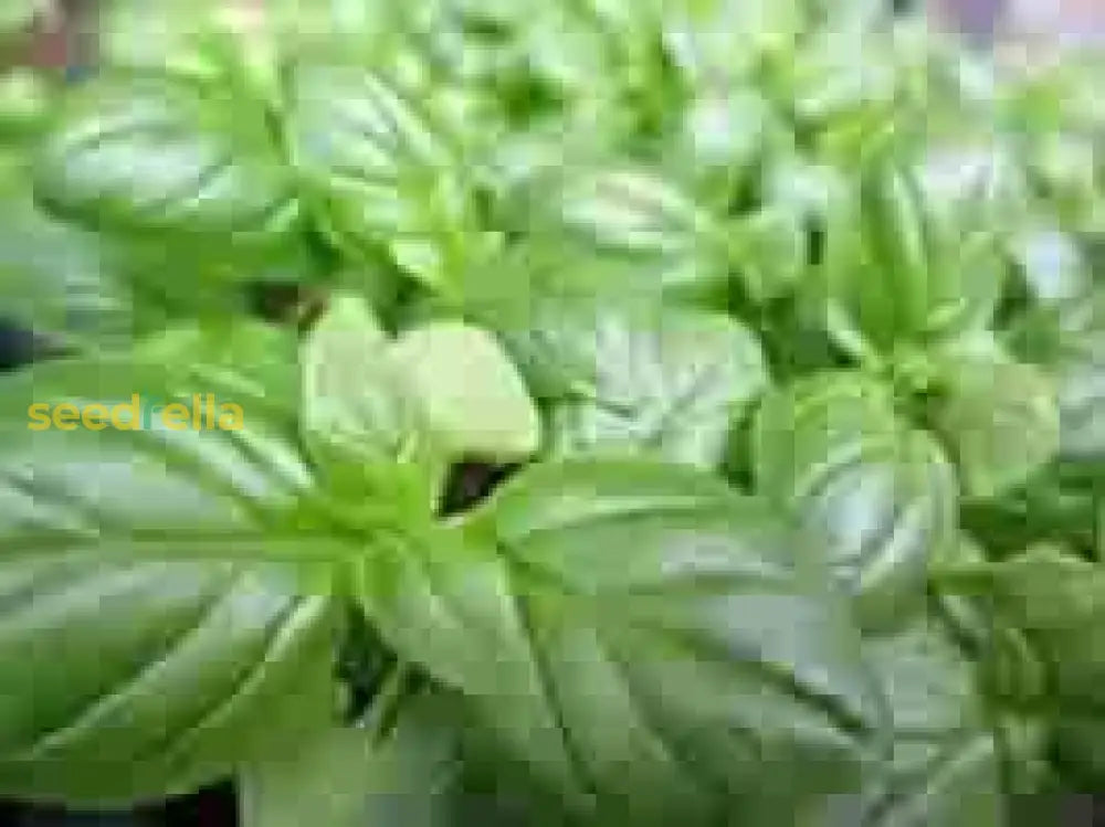 Basil Seeds For Planting - Green Variety Vegetable Seeds