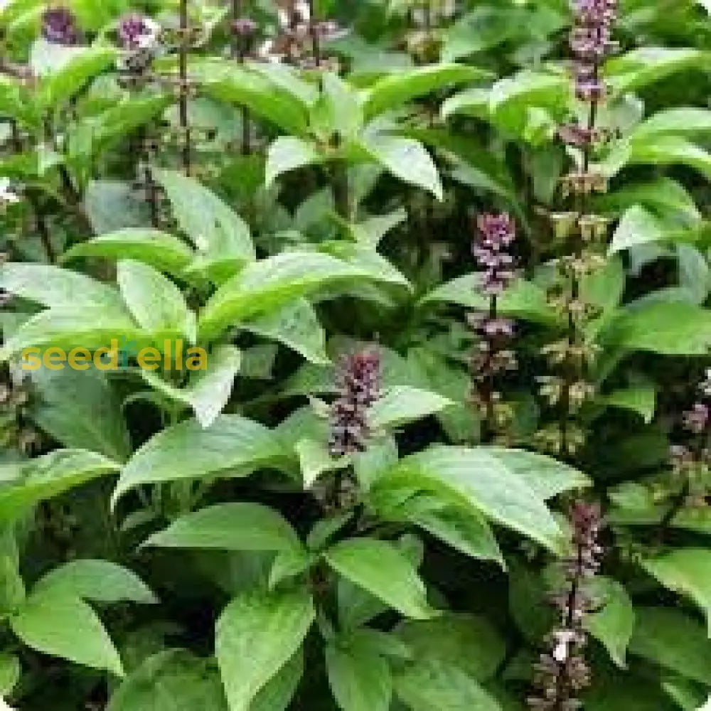 Basil Seeds For Planting Vegetable Seeds