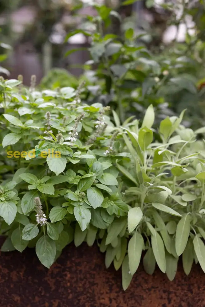 Basil seeds for planting in home herb gardens