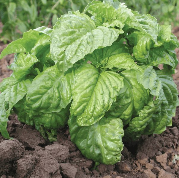 Mammoth Leaf Basil grown from seeds thriving in containers