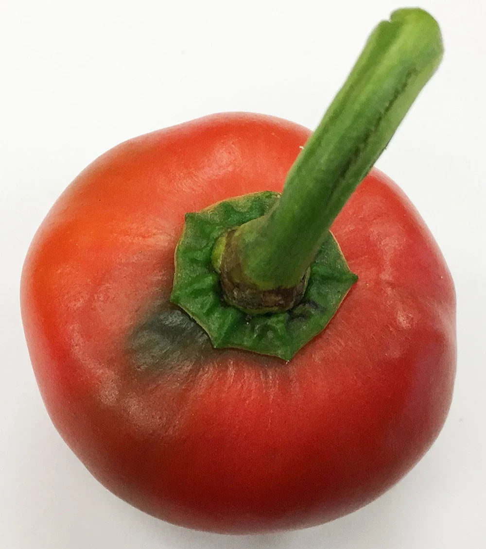 Harvest-ready Basque Nora Peppers from seeds