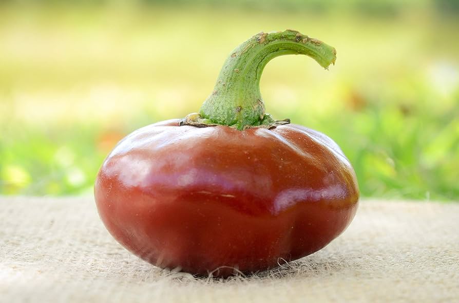Basque Nora Pepper seeds for home garden planting, non-GMO
