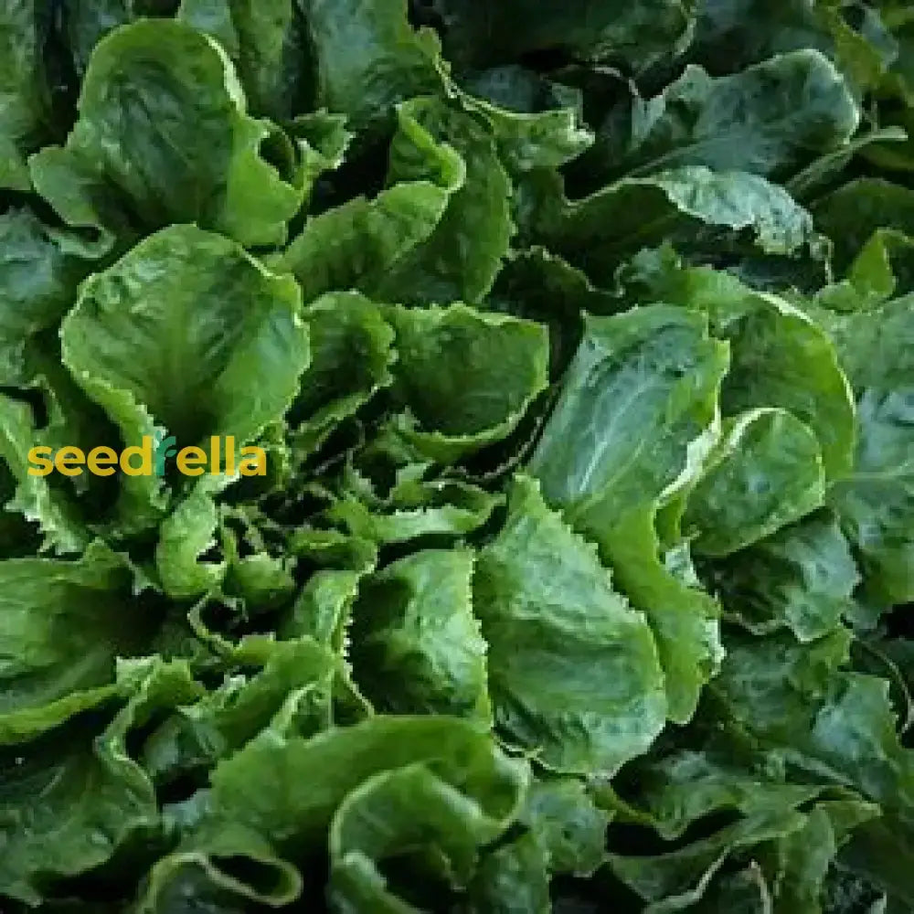 Batavian Endive Seeds For Planting Plant Seeds