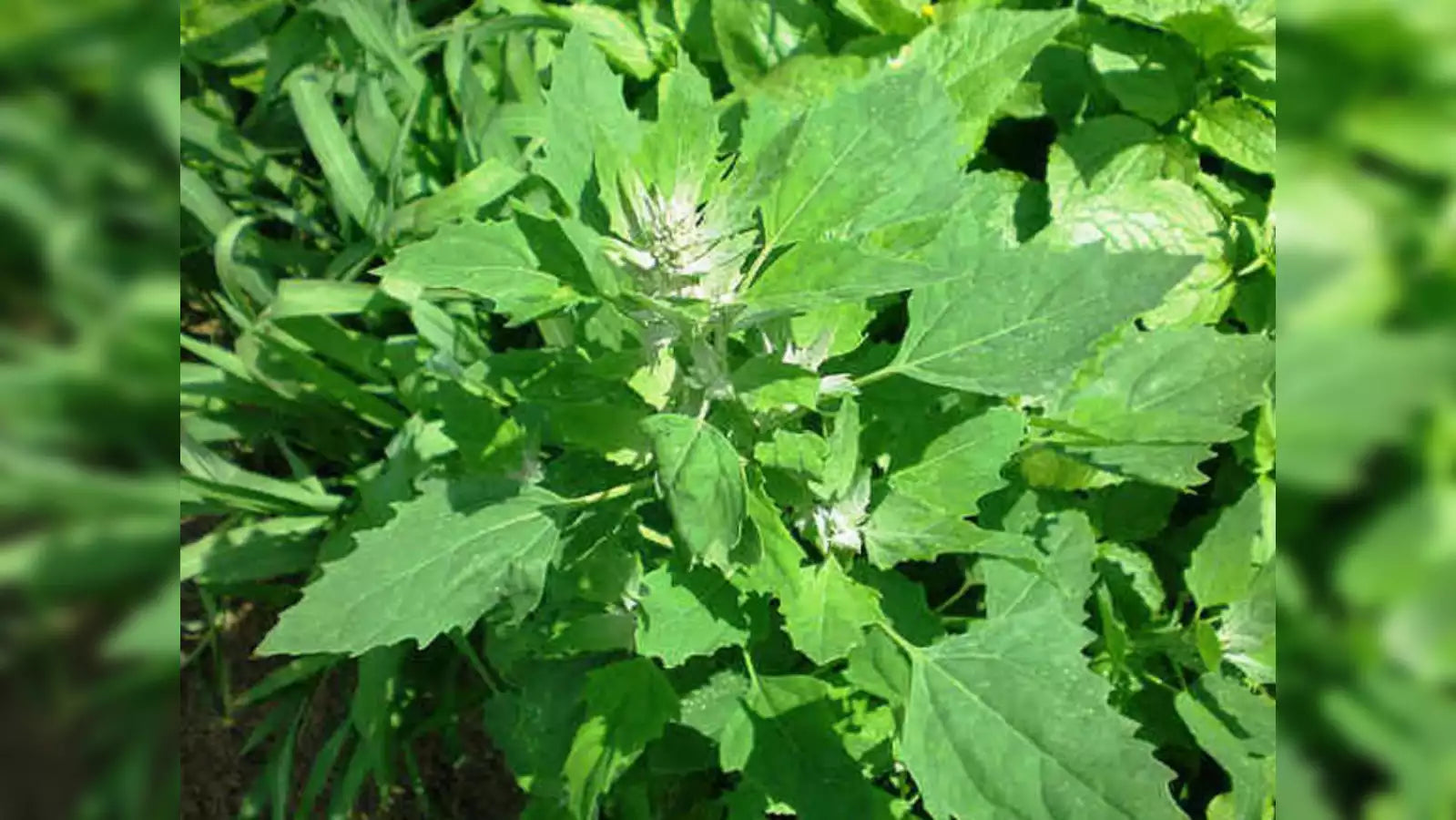 Bathua seeds ideal for home gardens