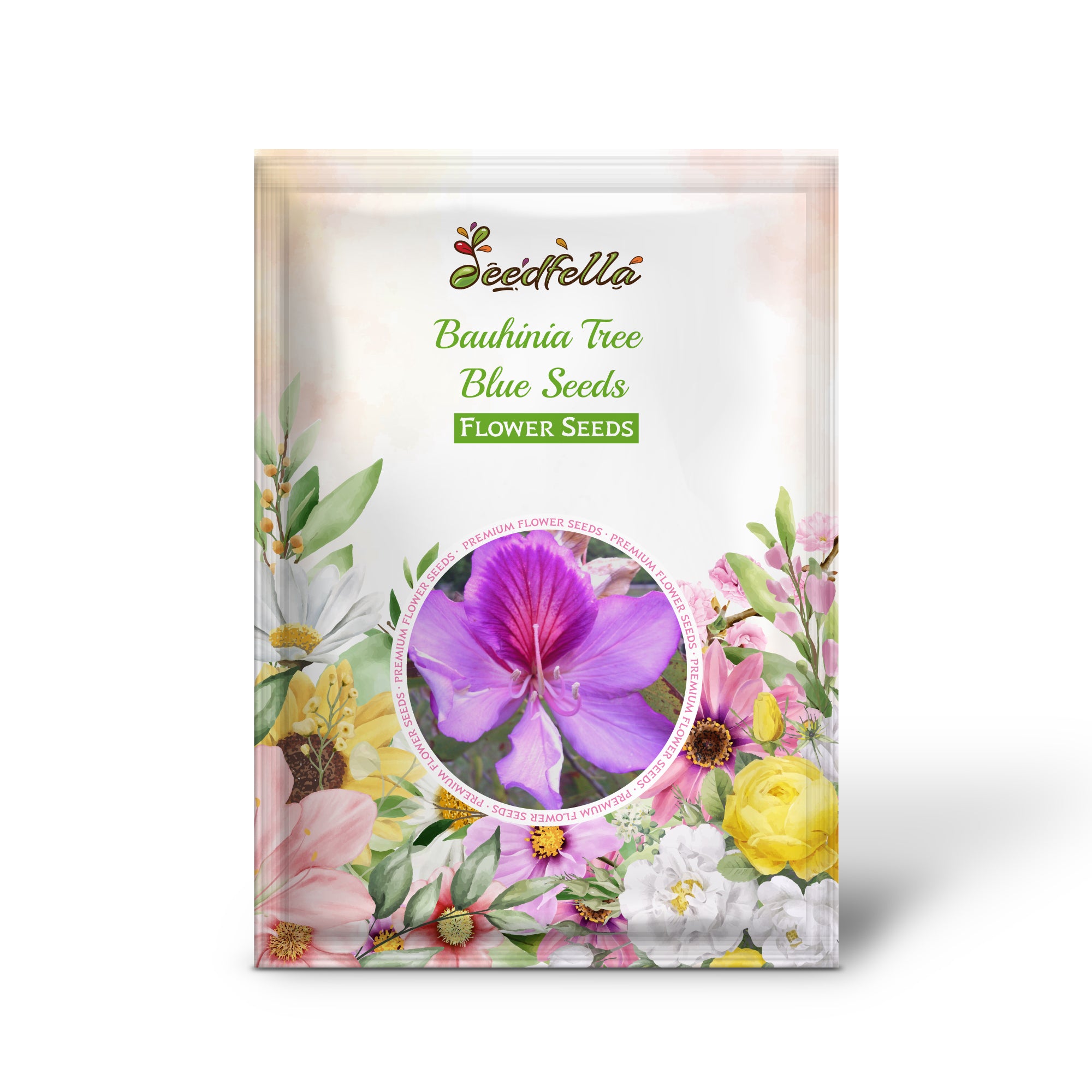 Blue Orchid Tree in full bloom