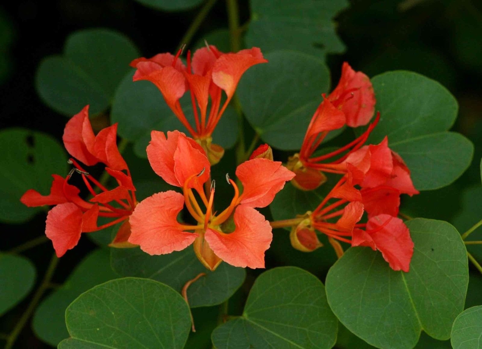 Close-up of Bauhinia Galpinii red-orange blooms