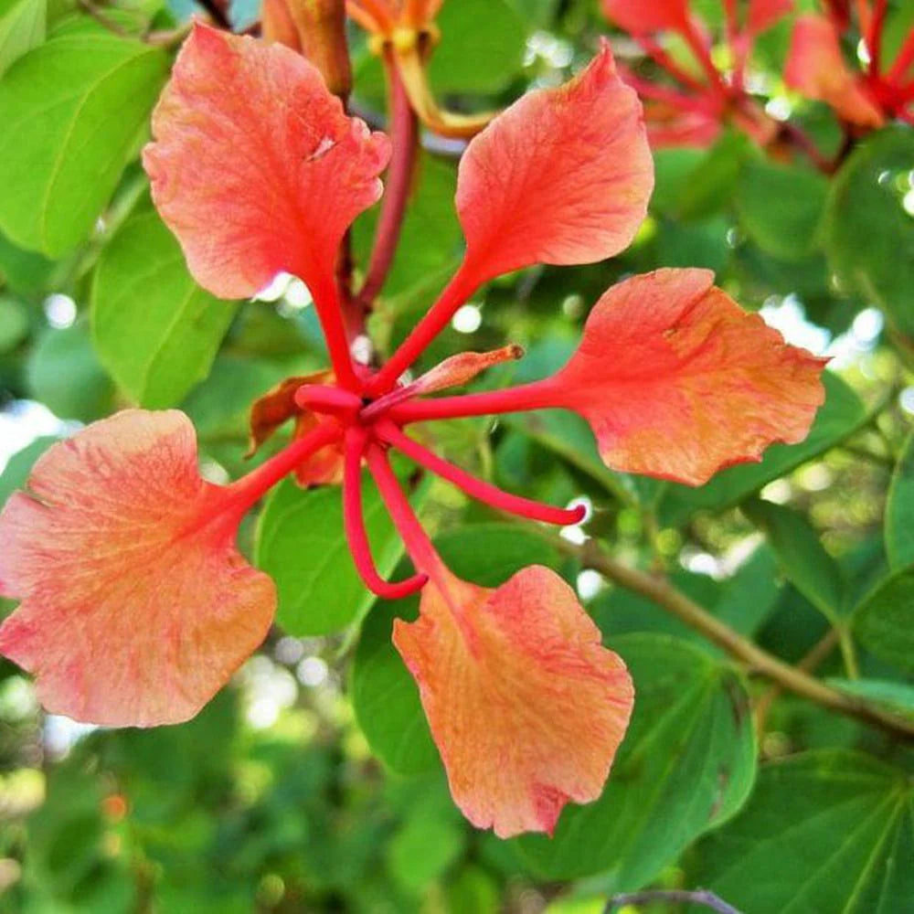 Young Bauhinia Galpinii seedlings growing in pots
