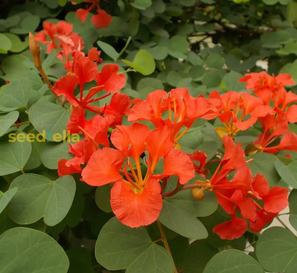 Bauhinia Tree Seeds For Planting - Red Perennial Flower