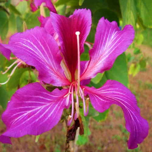 Bauhinia Tree Seeds for Planting Gorgeous Pink Flowers