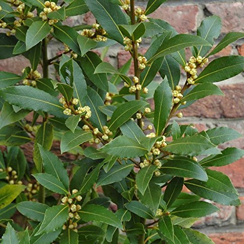 Container-grown Bay Laurel herb plant
