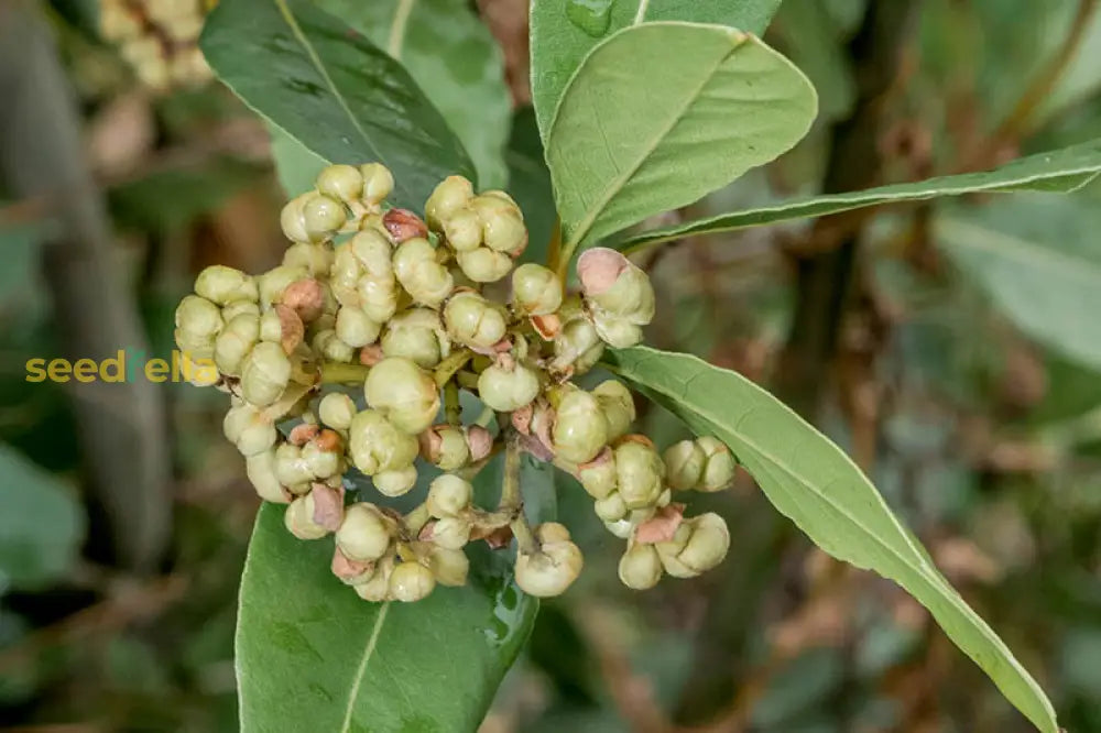 Bay Laurel Plant Seeds Planting Aromatic Herb