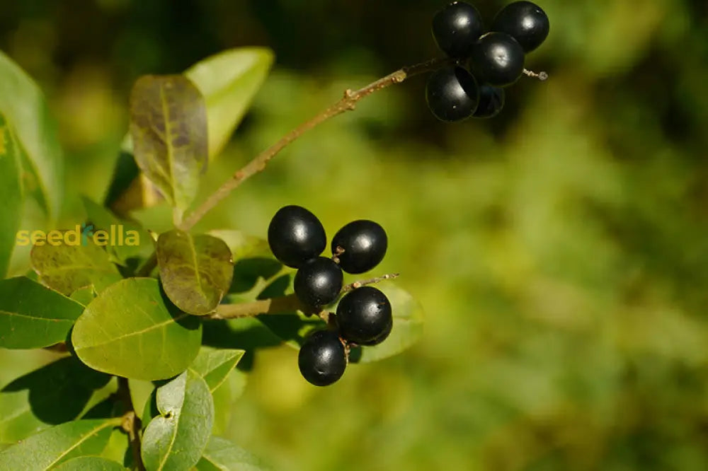 Bay Laurel Seeds For Culinary Planting Herb