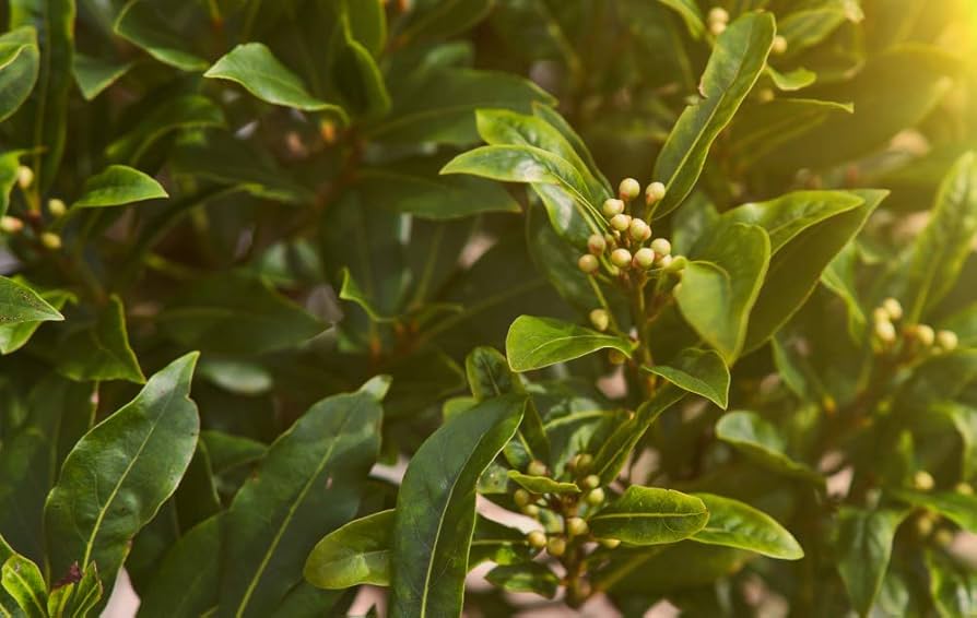Bay Laurel Seeds – Evergreen Hedge or Topiary Shrub
