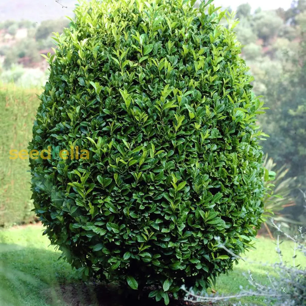 Bay Laurel Seeds Laurus Nobilis Evergreen Tree Or Large Shrub Fragrant Culinary Herb Add Flavor To