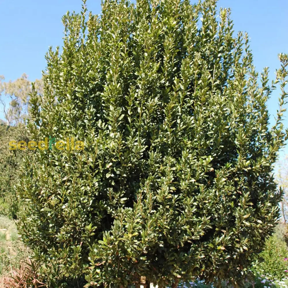 Bay Laurel Seeds Laurus Nobilis Evergreen Tree Or Large Shrub Fragrant Culinary Herb Add Flavor To