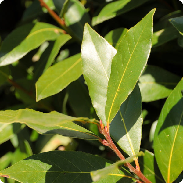 Bay Laurel seeds Laurus nobilis evergreen tree variety