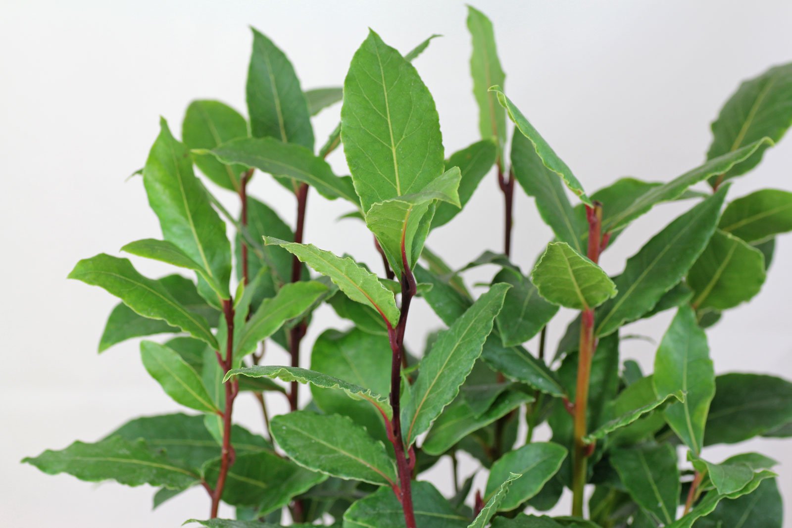 Bay Laurel tree grown from seeds in large container
