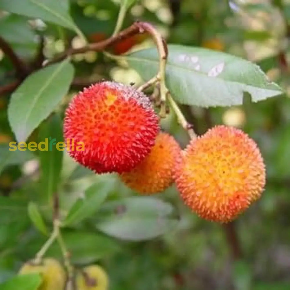 Bayberry Fruit Seeds - Your Guide To Planting And Growing