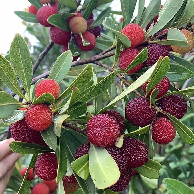 Close-up of gray Bayberry berries on branches