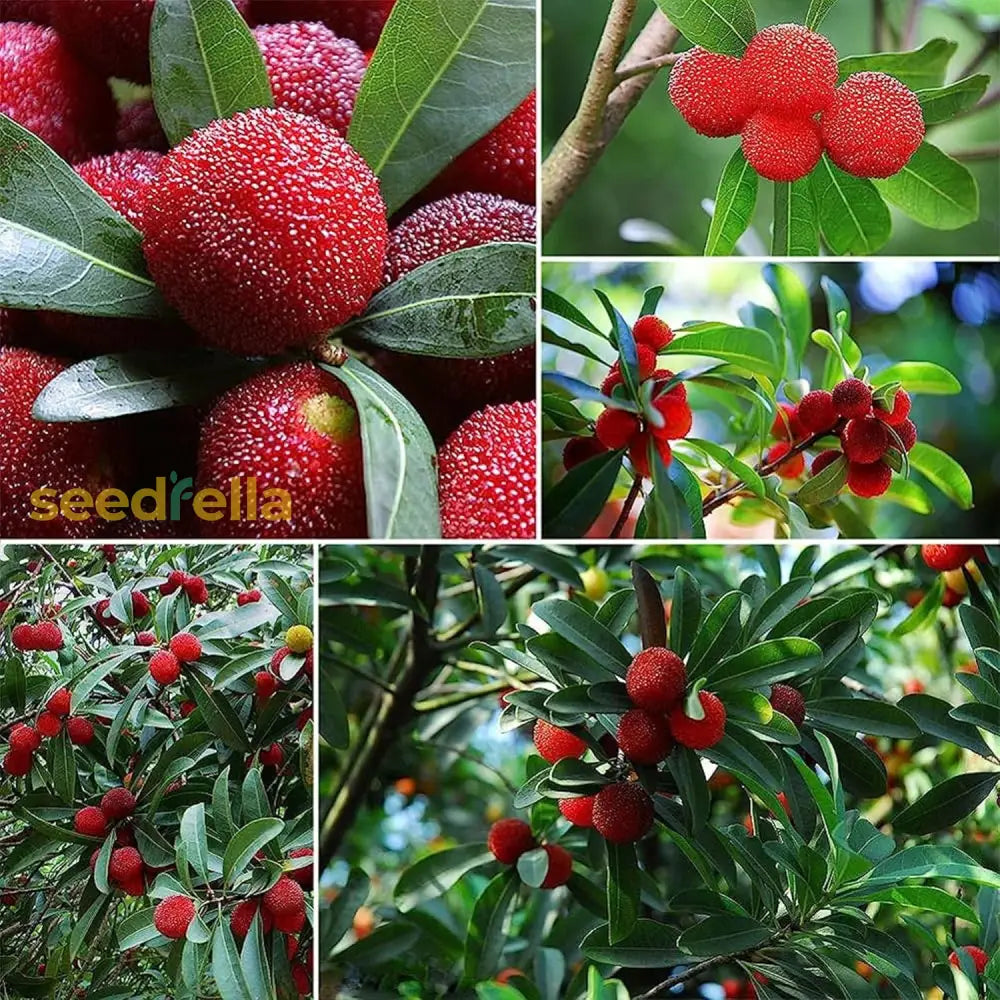 Bayberry Seeds For Planting - Grow Your Own Shrubs Fruit