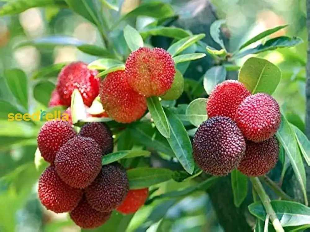 Bayberry Seeds For Planting - High Quality Fruit