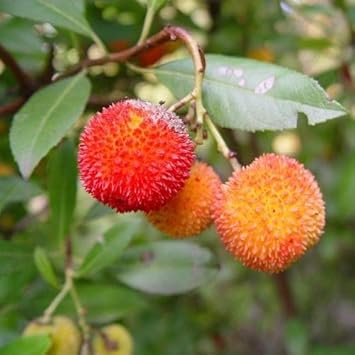 Bayberry seeds for planting fragrant shrubs