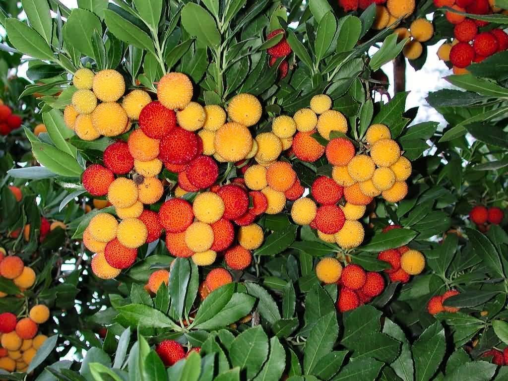 Bayberry seeds for planting hardy fragrant shrubs