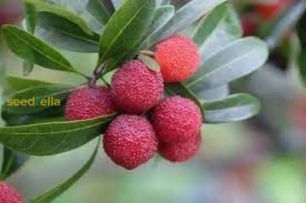 Bayberry Seeds for Planting Evergreen Shrubs