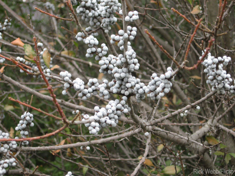 Northern Bayberry used in landscape hedge