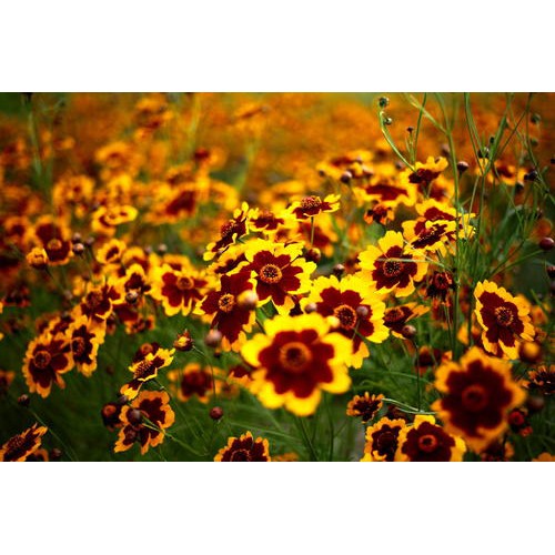 Sanvitalia (Sanvitalia Procumbens) seeds for planting in home garden