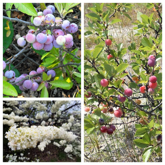 Beach Plum Seeds Prunus maritima native edible fruit shrub