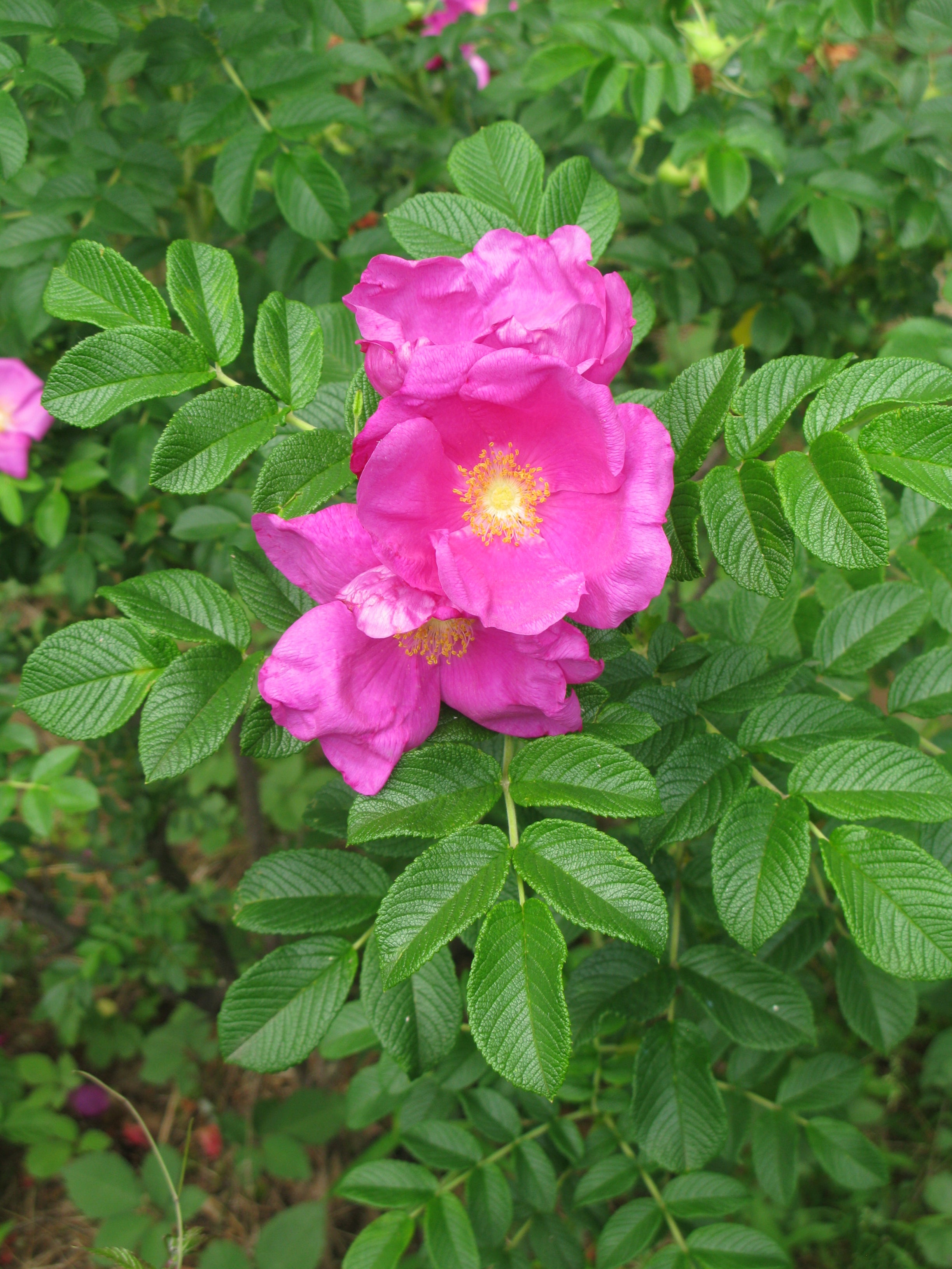 Pink Beach Rose Rosa Rugosa Growing in Coastal Garden