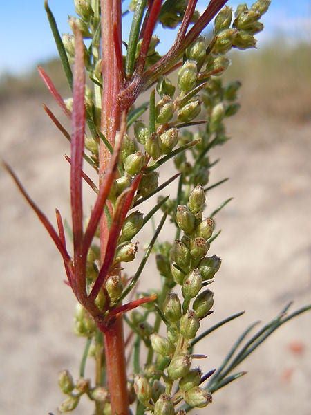 Beach Wormwood seeds Artemisia caudata producing silver foliage in dry landscape