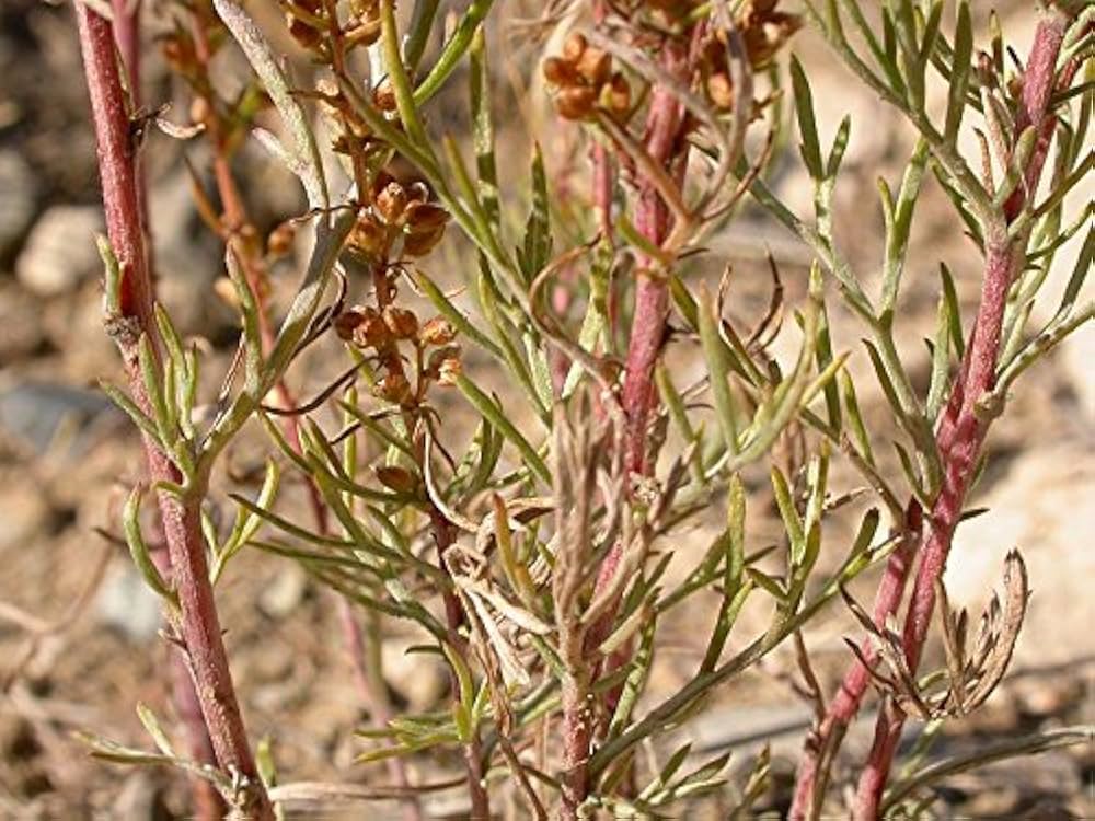 Silvery mounded foliage from Beach Wormwood seeds in rock gardens