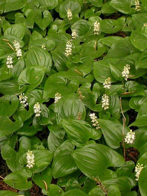 Beadruby with vibrant red berries and white spring flowers