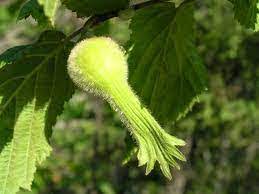 Beaked hazelnut seeds showing yellow spring catkins on native shrub