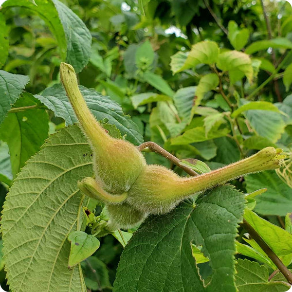 Beaked hazelnut seeds Corylus cornuta hardy edible nut shrub