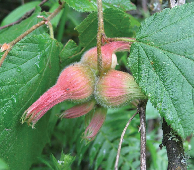 Beaked hazelnut shrub grown from seeds thriving in garden landscape