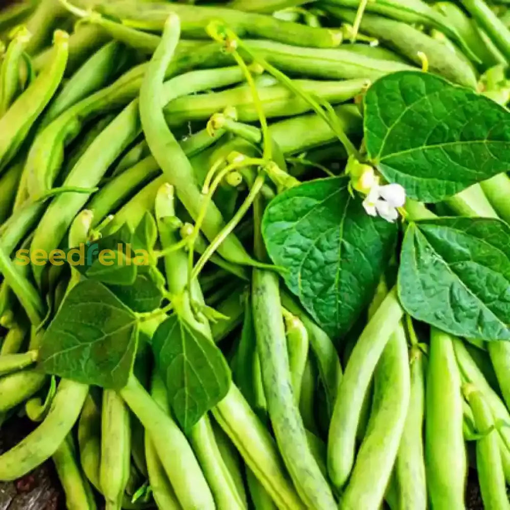 Bean plants growing in home garden