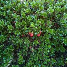 Bearberry groundcover shrub with white-pink flowers