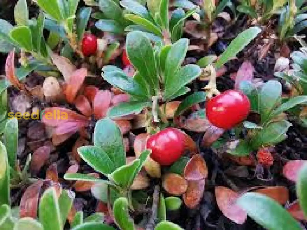 Bearberry Seeds For Groundcover Planting Fruit