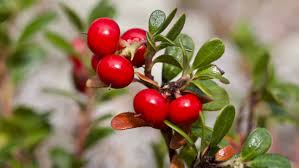 Bearberry Groundcover Plant Growing in Garden, Dense Green Foliage with Red Berries